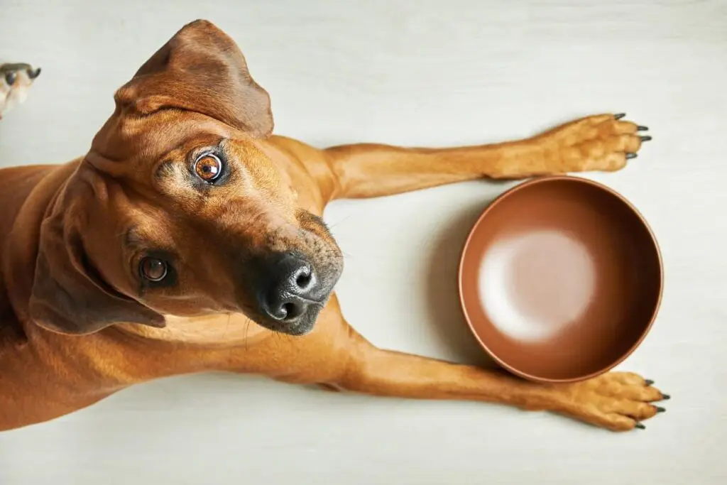 A dog being cared for by their owner